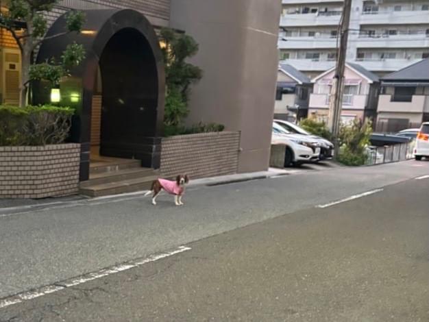 目撃された犬 目撃された犬