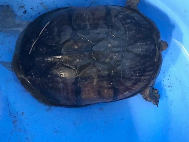 保護されたペット 保護されたペット