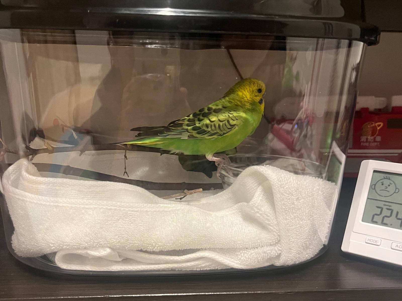 保護された鳥 保護された鳥