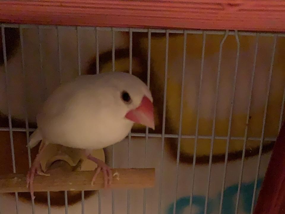 うさちゃん うさちゃん