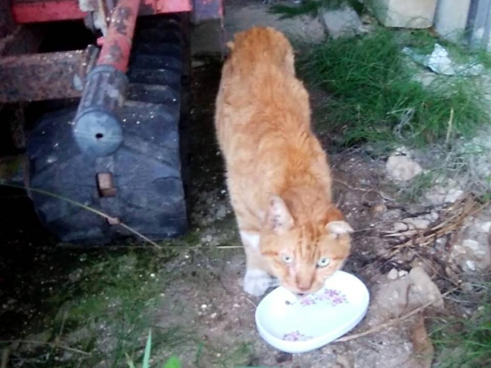 保護された猫 保護された猫