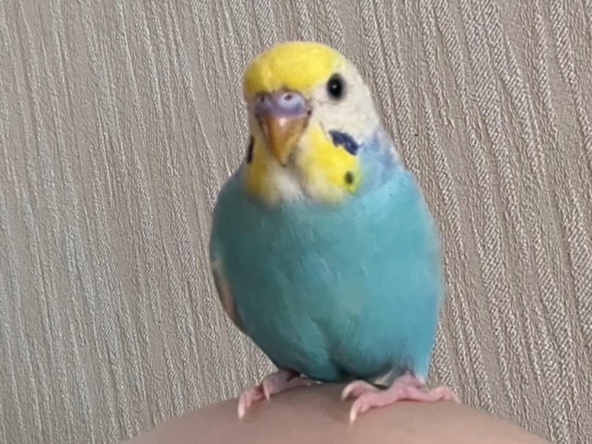ロタちゃん ロタちゃん