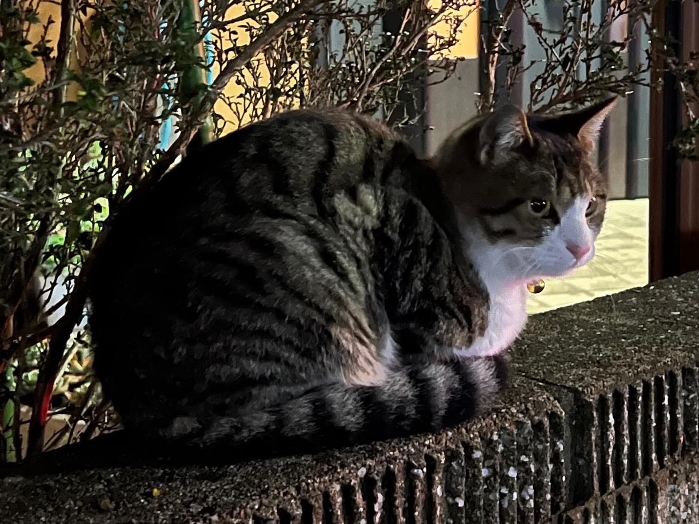 目撃された猫 目撃された猫