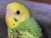 ネルちゃん ネルちゃん