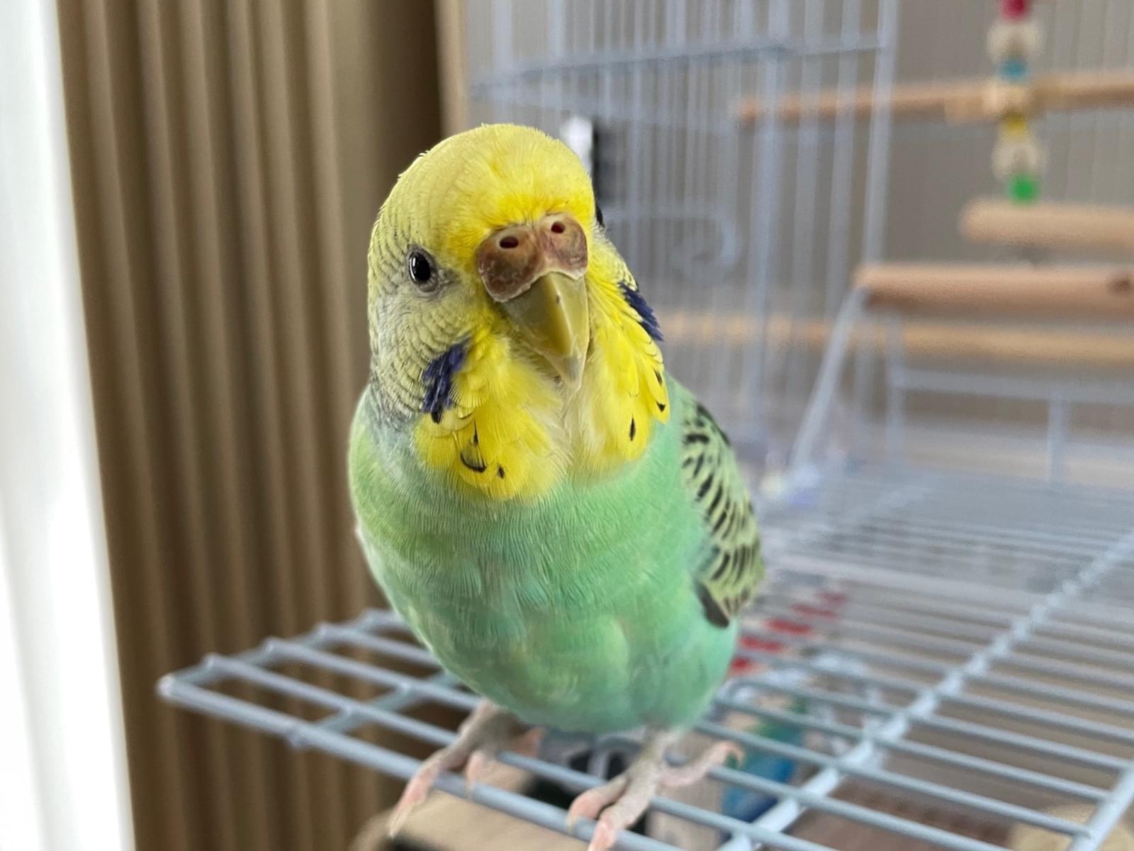 保護された鳥 保護された鳥