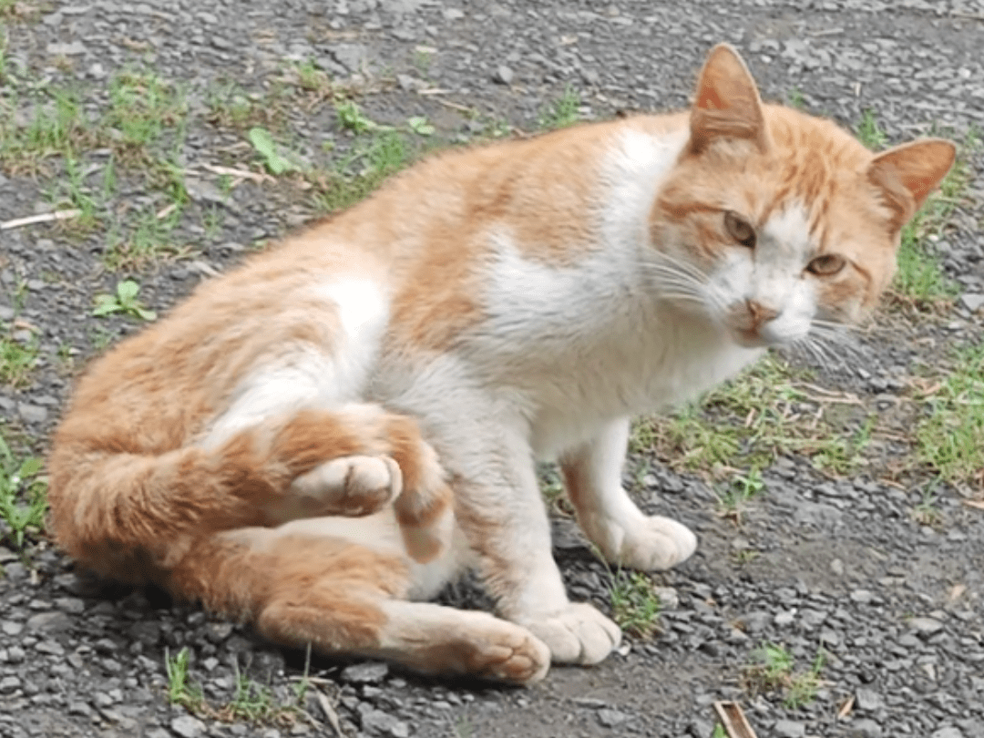 目撃された猫