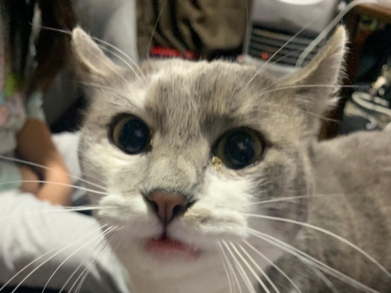 保護された猫 保護された猫
