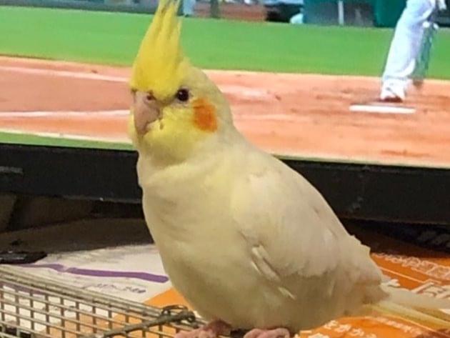 ひなちゃん ひなちゃん