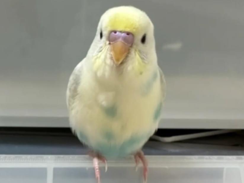 こはくちゃん こはくちゃん