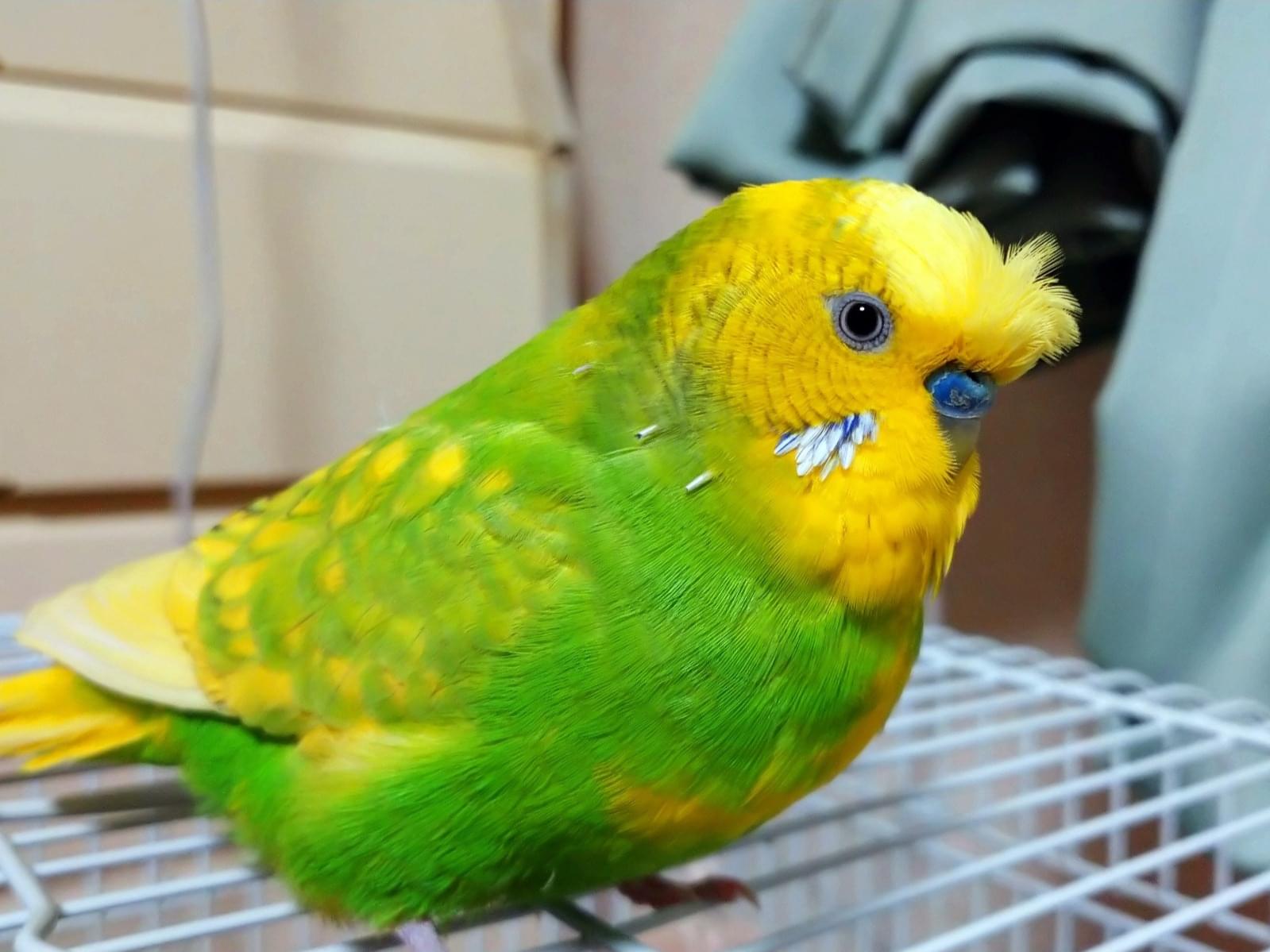 ももちゃん ももちゃん
