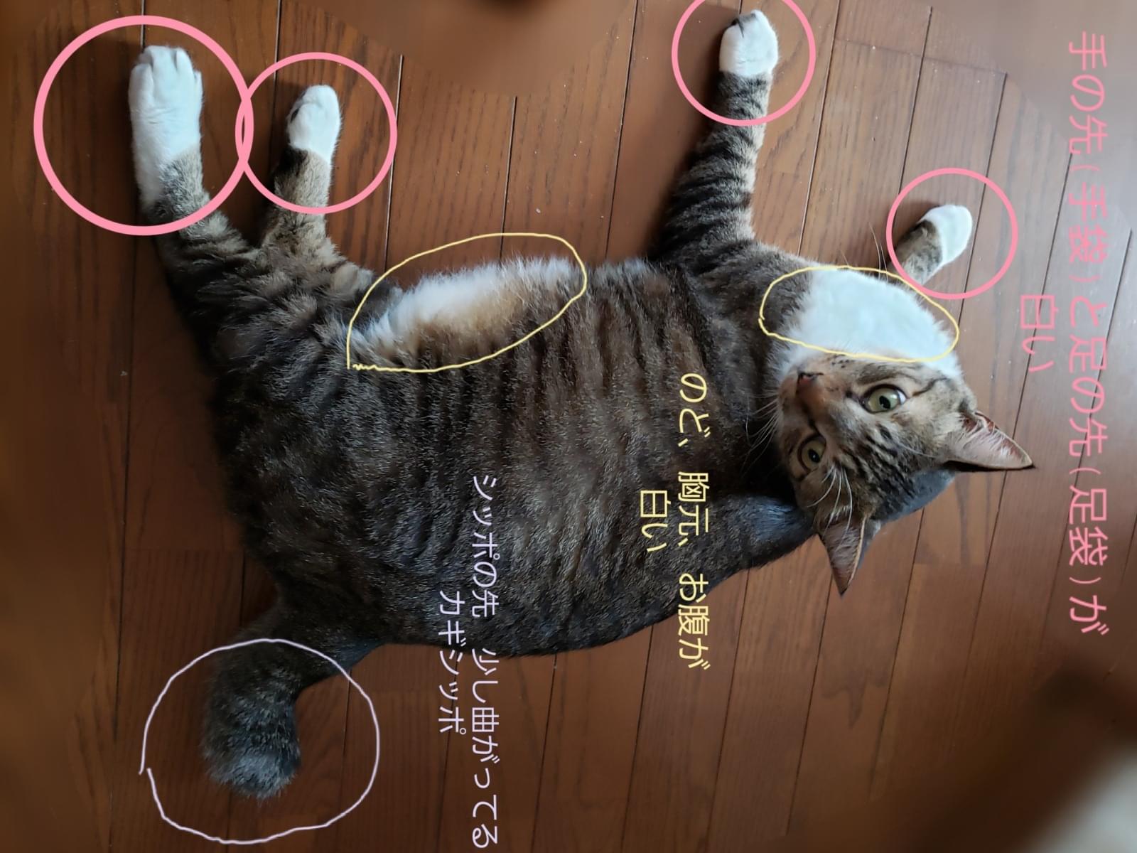 まりもちゃん まりもちゃん