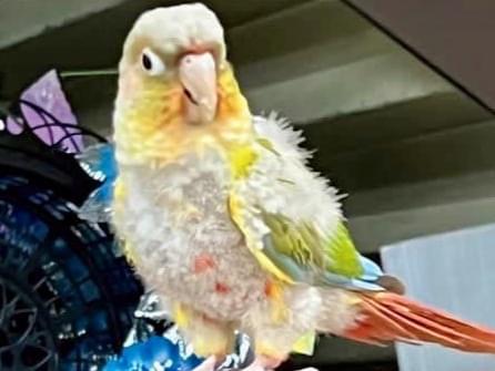 保護された鳥 保護された鳥