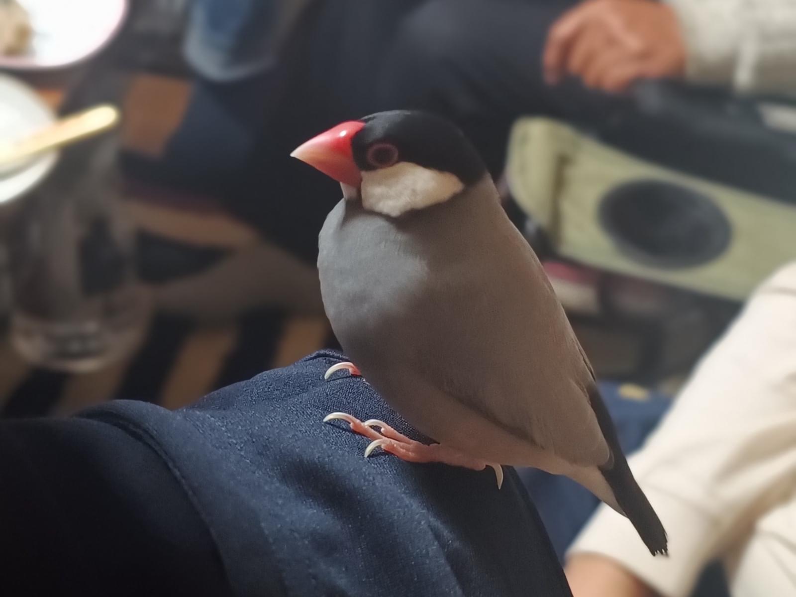 のりすけちゃん のりすけちゃん