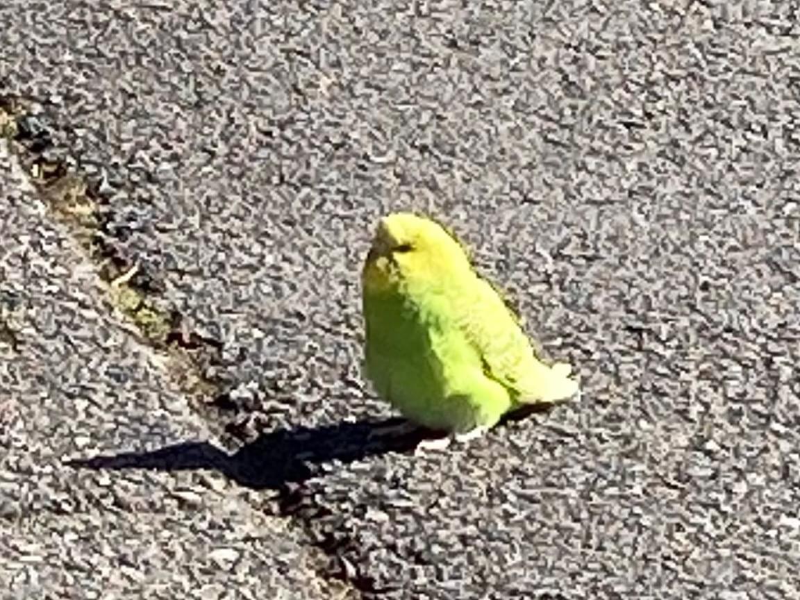 目撃された鳥 目撃された鳥