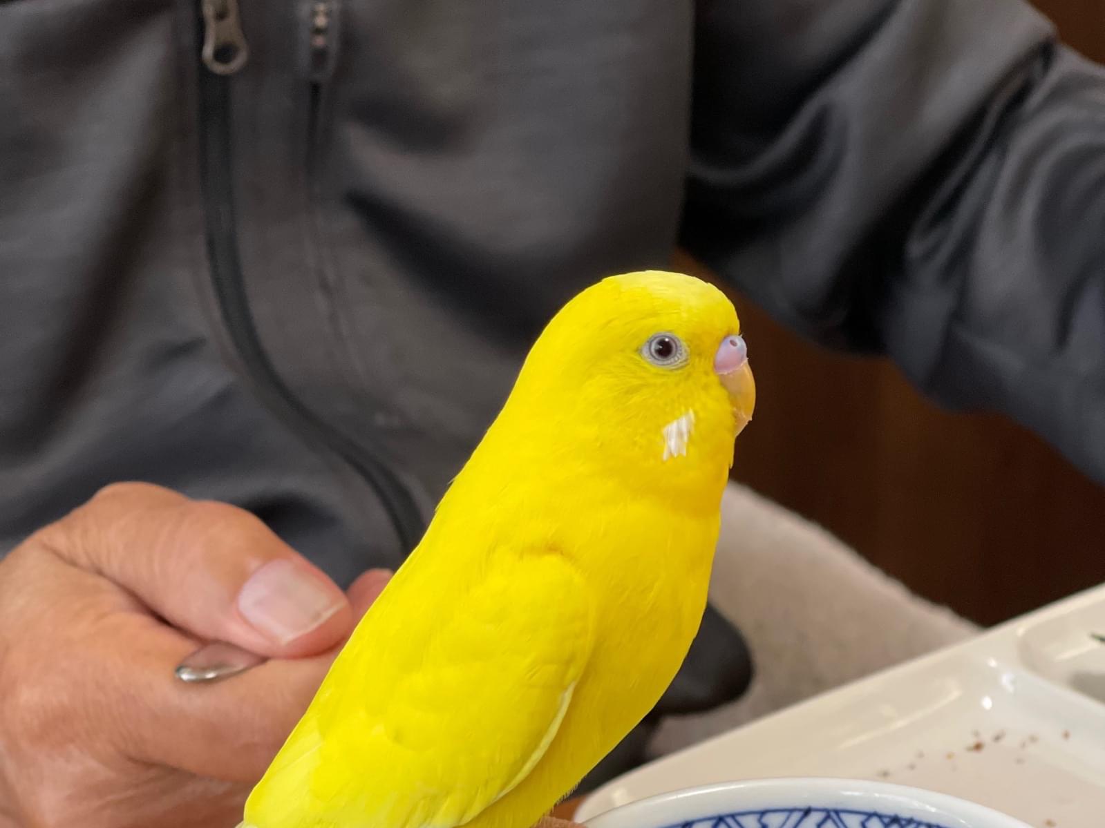 セキセイインコちゃん セキセイインコちゃん