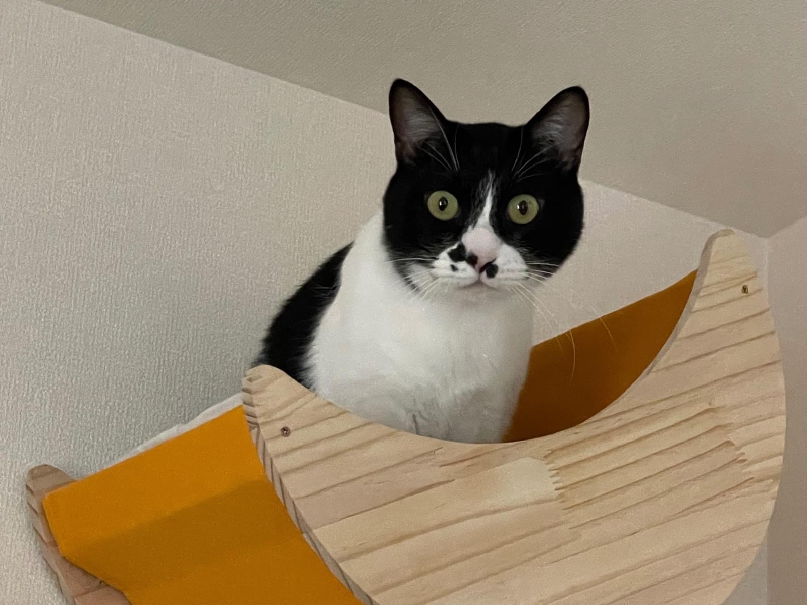 こてつちゃん こてつちゃん