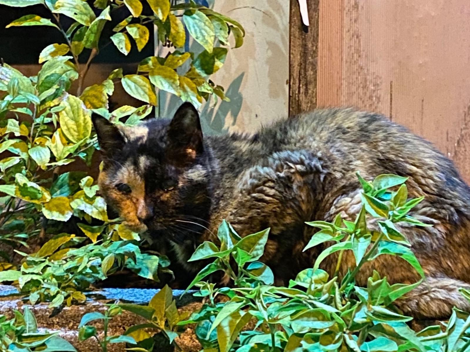 目撃された猫 目撃された猫