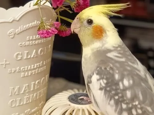 オカメインコを探しています