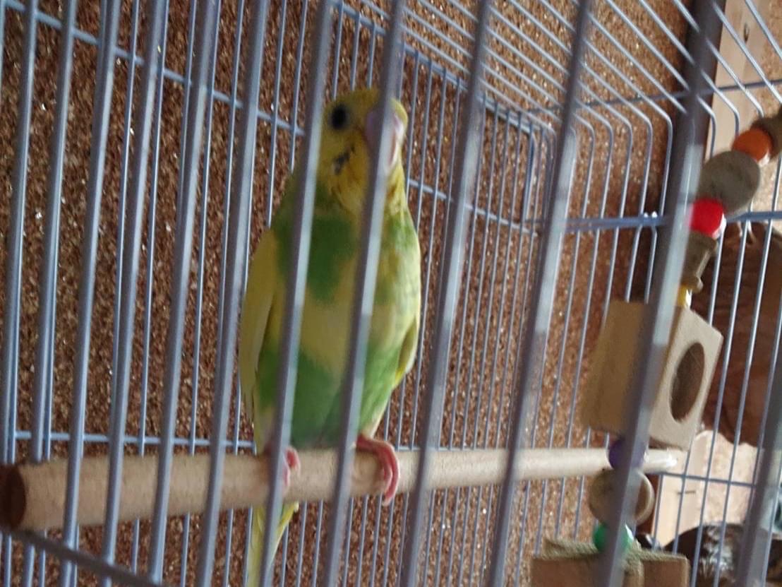 保護された鳥 保護された鳥