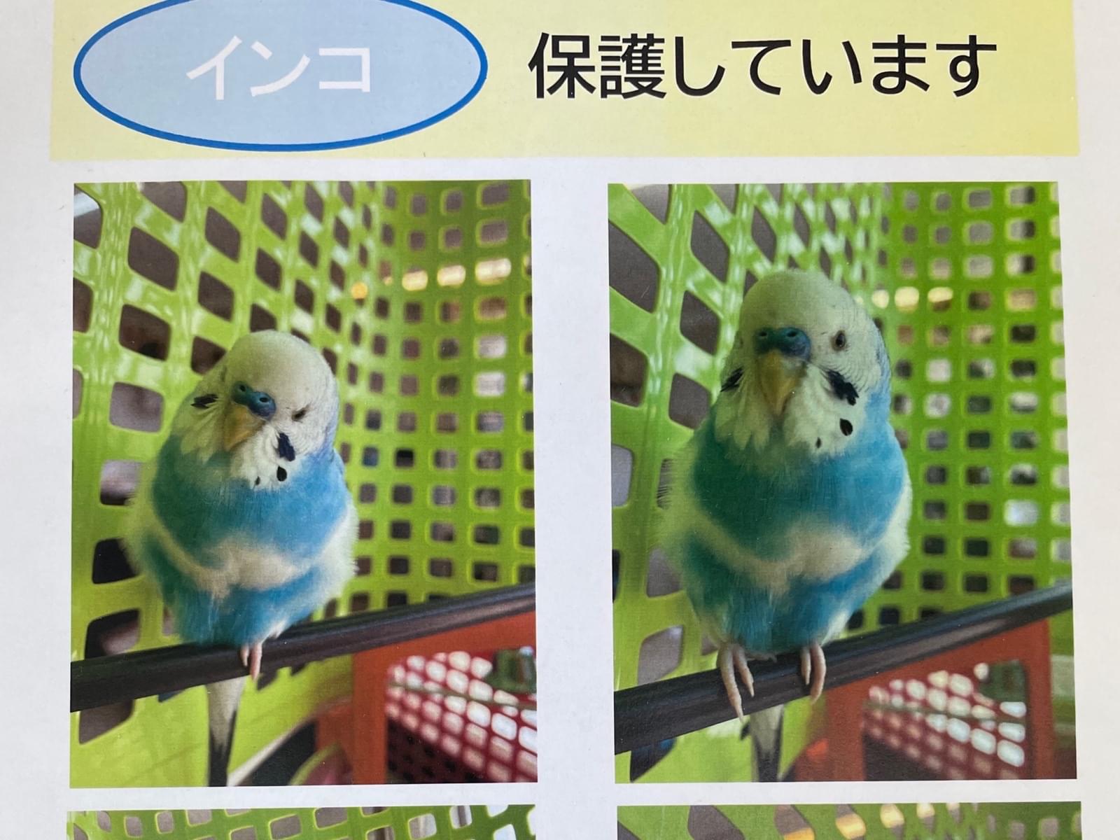 保護された鳥 保護された鳥