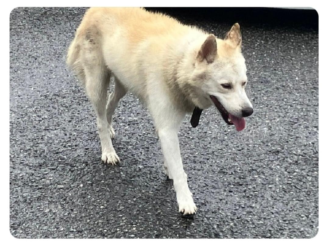 目撃された犬 目撃された犬