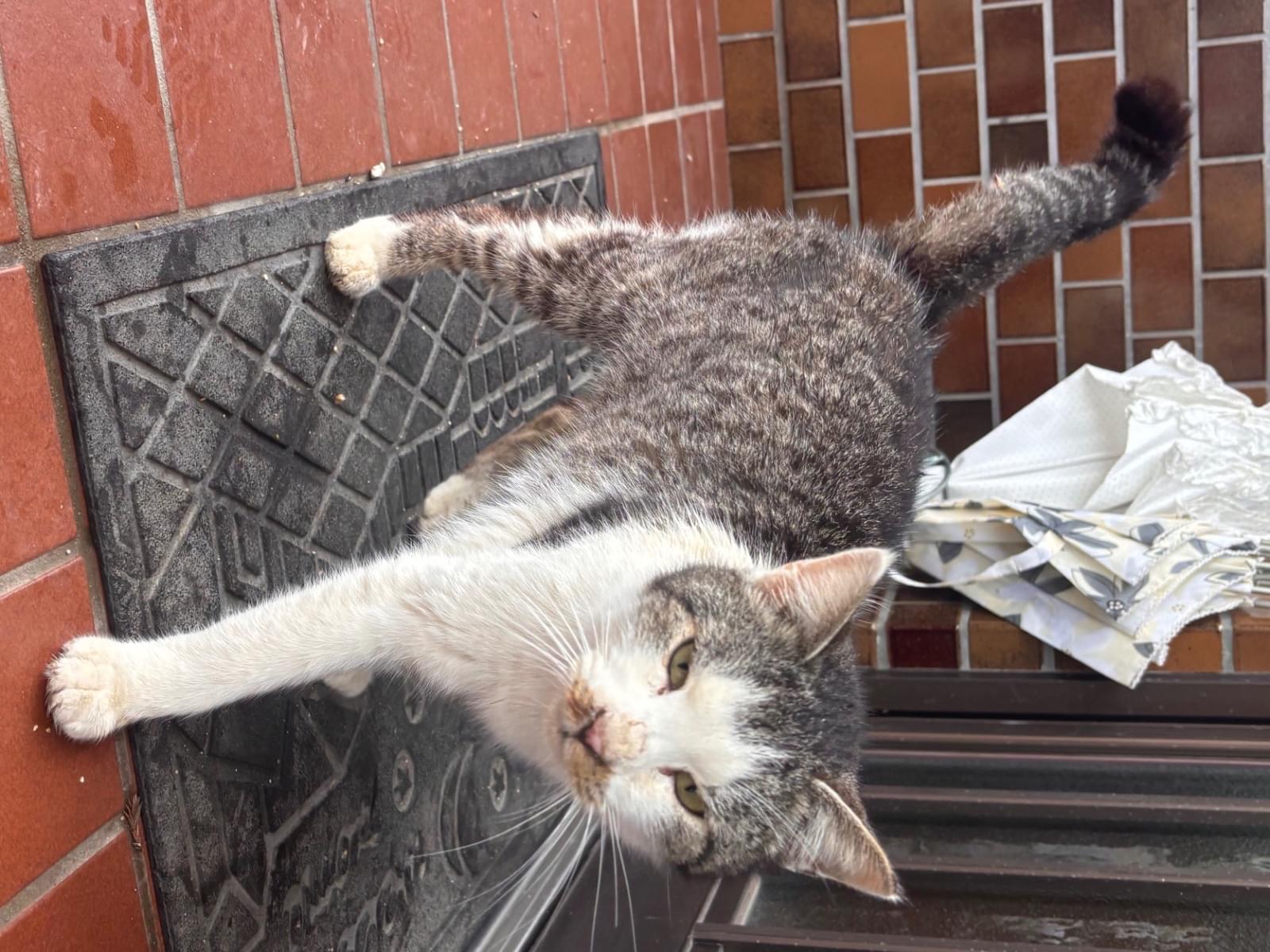 目撃された猫 目撃された猫