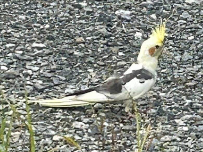 目撃された鳥 目撃された鳥