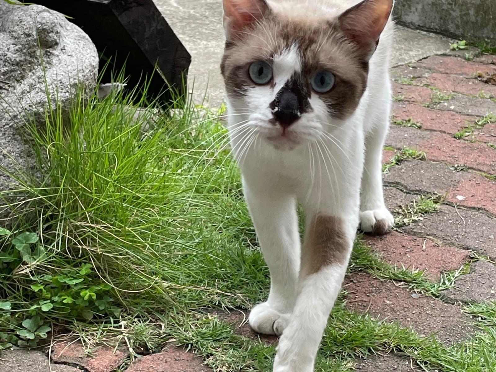 保護された猫 保護された猫