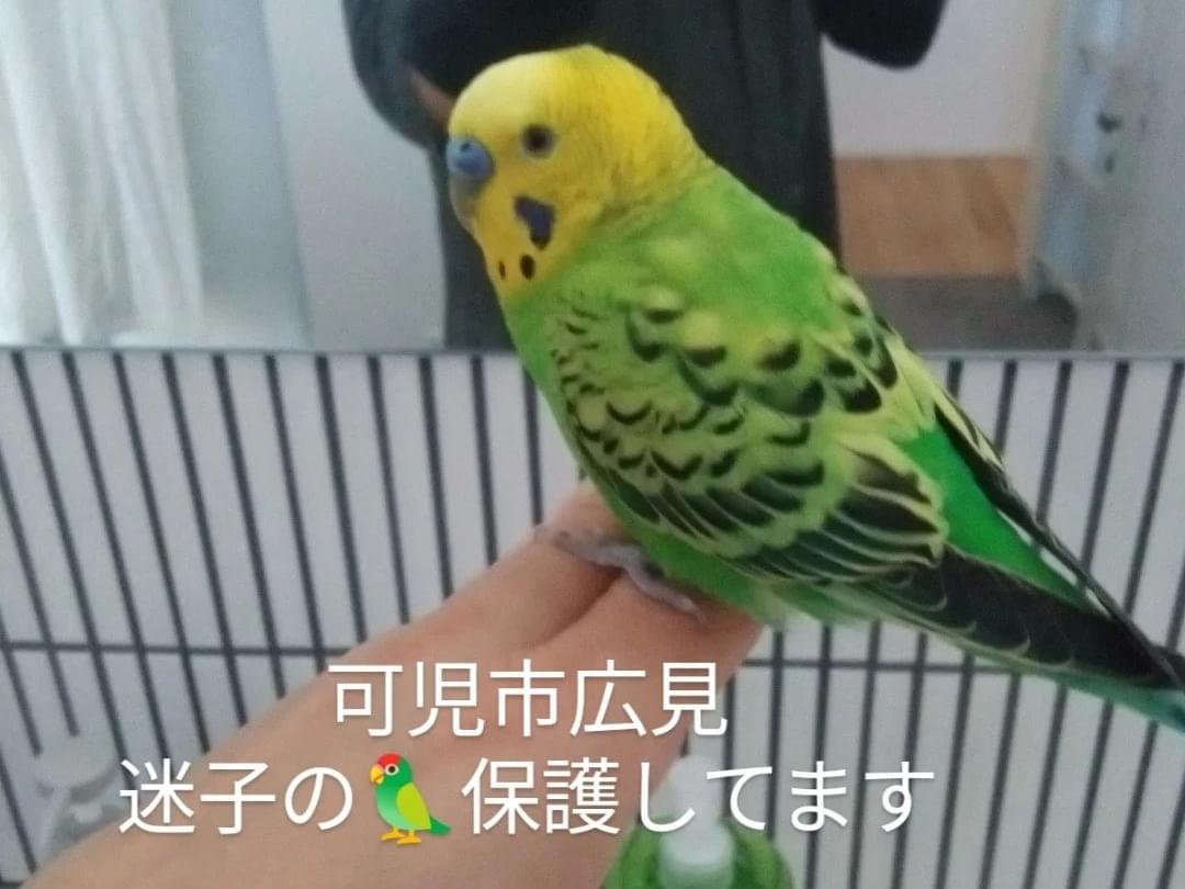保護された鳥 保護された鳥
