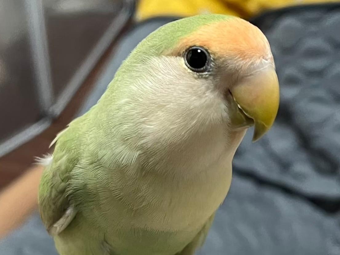 みどりちゃん みどりちゃん