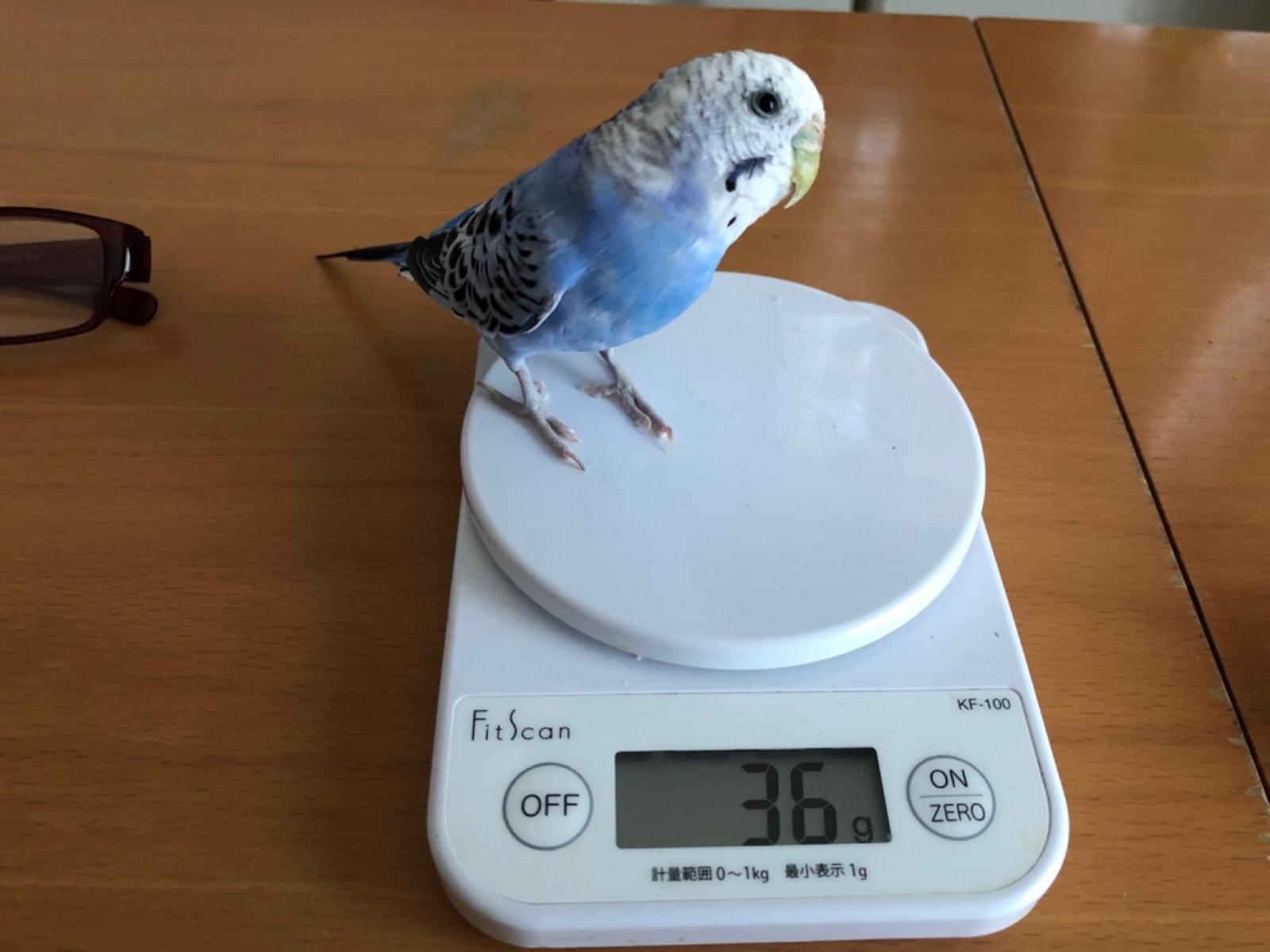 p-chanちゃん p-chanちゃん