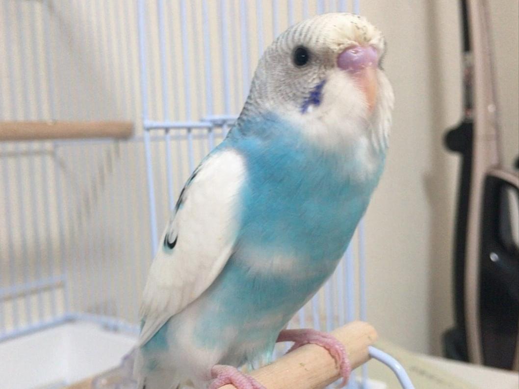 ココちゃん ココちゃん