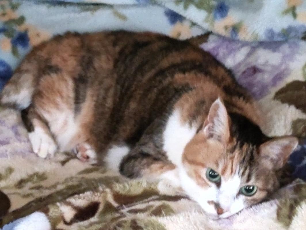 さつきちゃん さつきちゃん