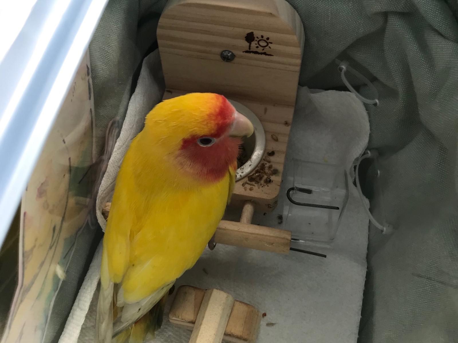 保護された鳥 保護された鳥