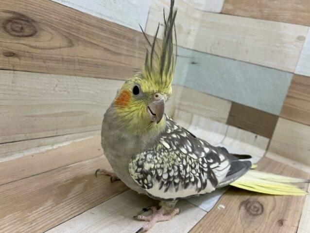 ポピーちゃん ポピーちゃん