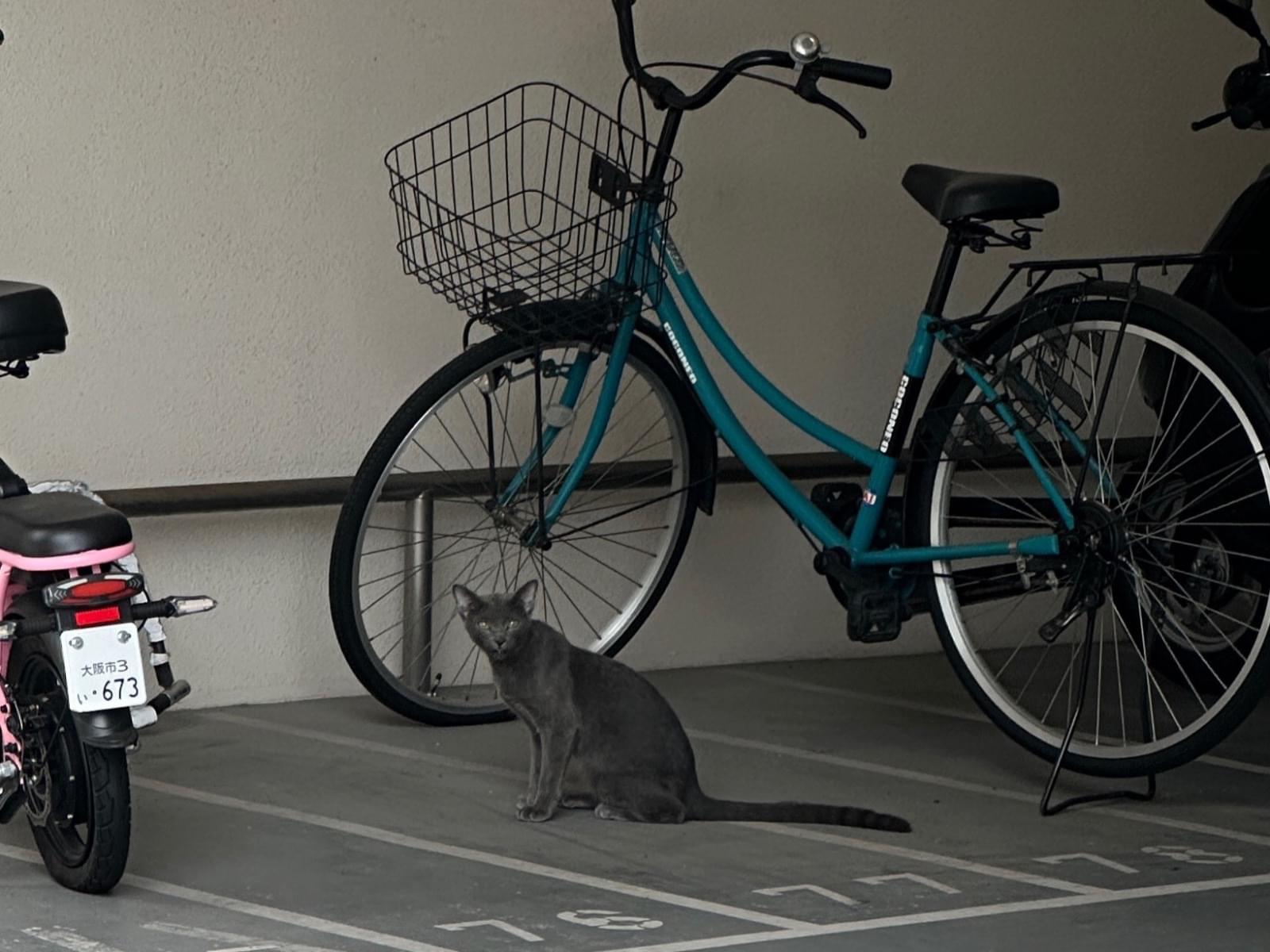 目撃された猫 目撃された猫