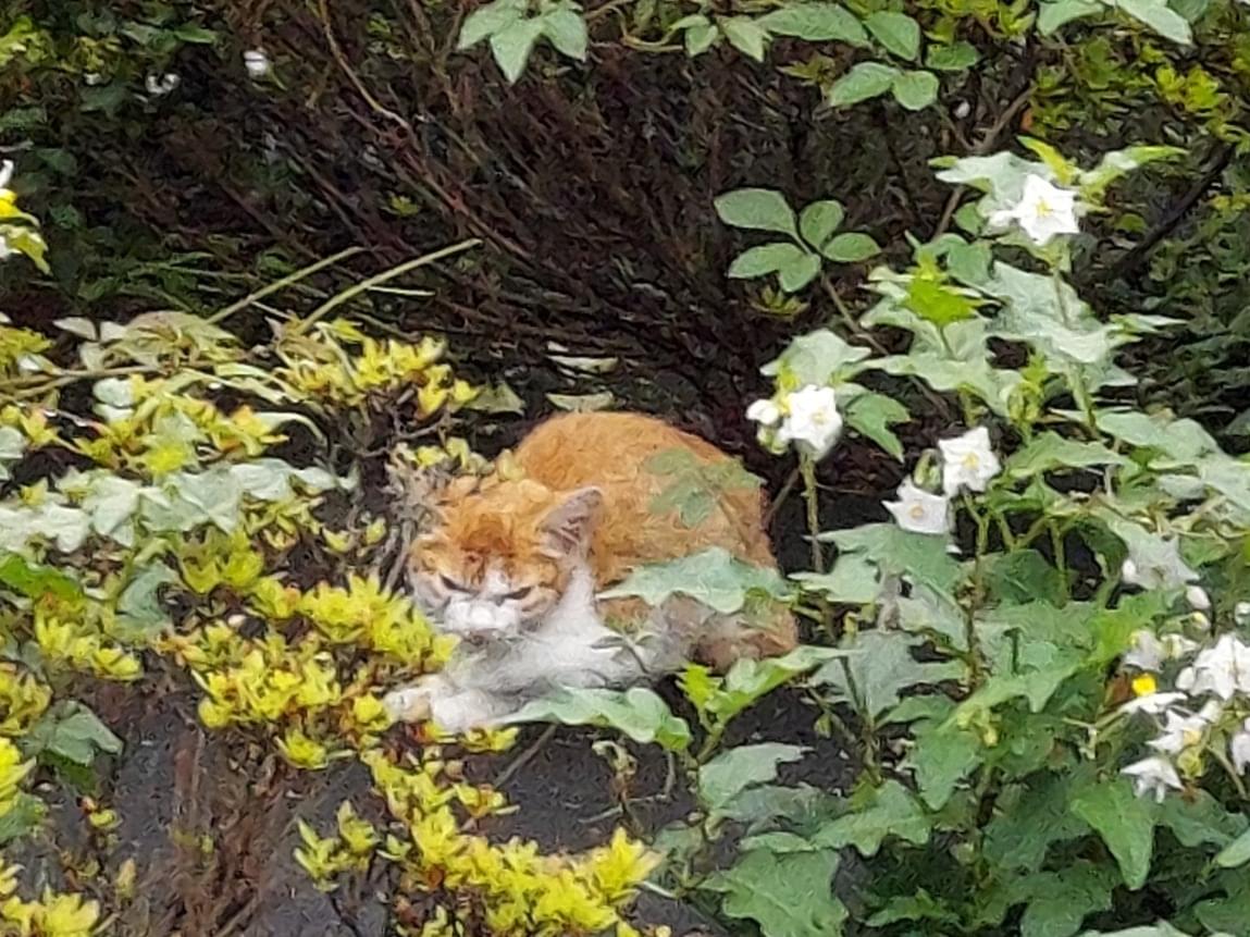 目撃された猫 目撃された猫