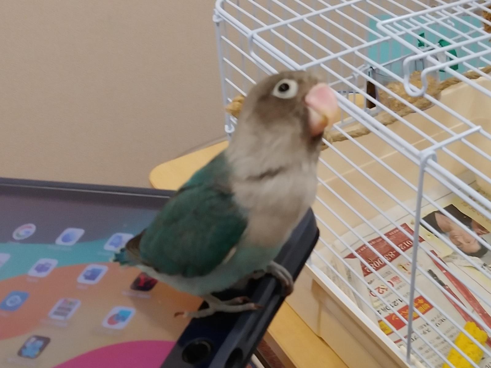保護された鳥 保護された鳥