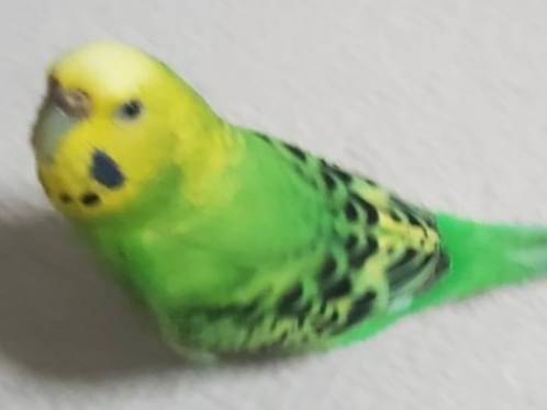 ピピちゃん ピピちゃん