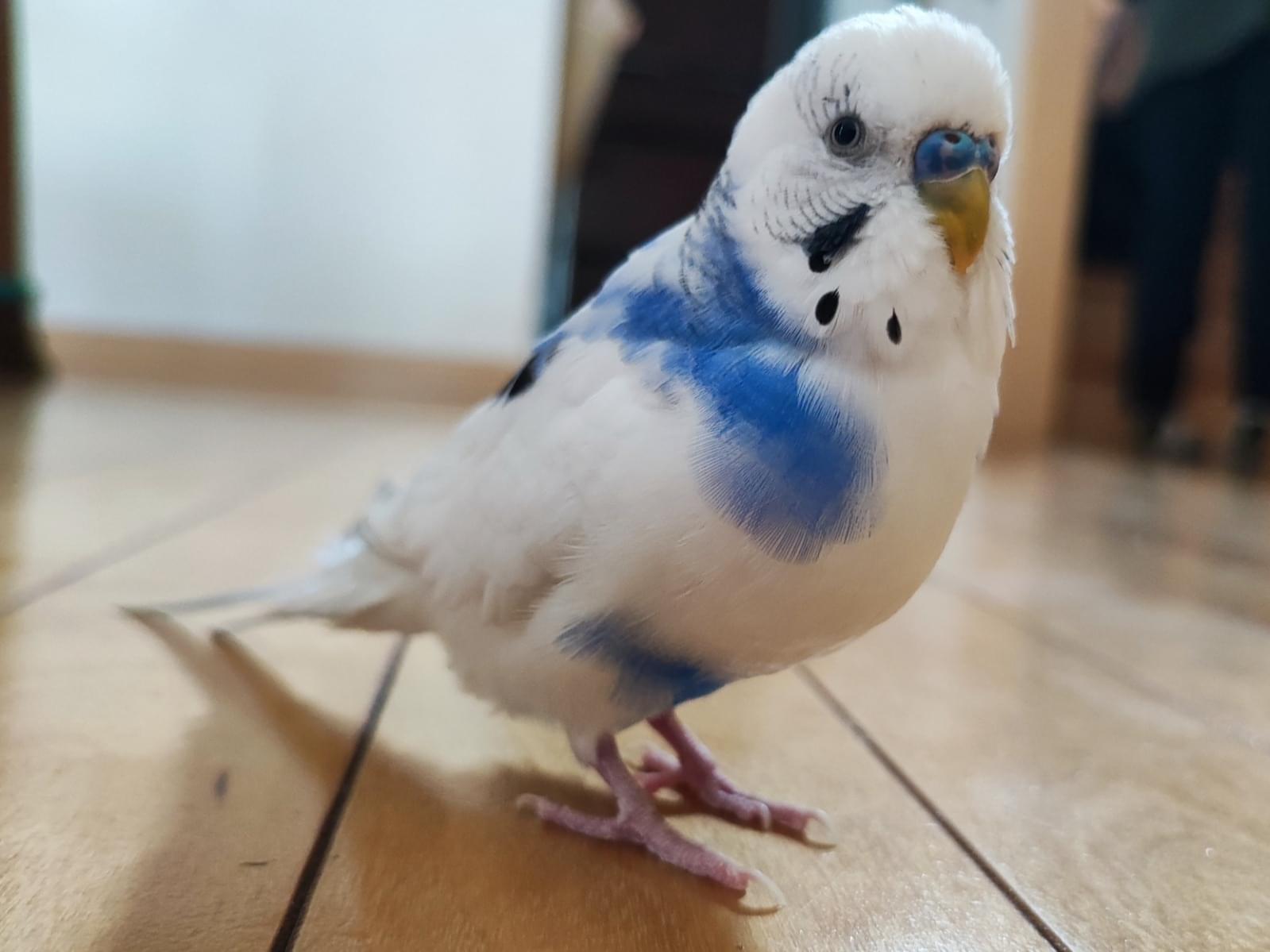 そらちゃん