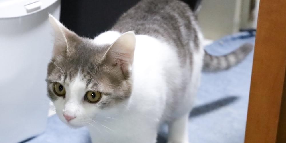 キジ白のハチワレ猫を探してます。