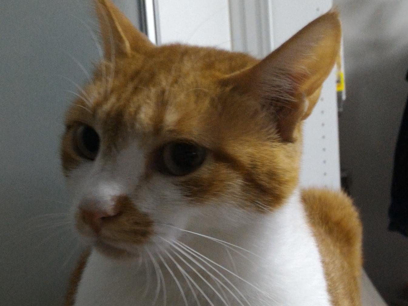かりん