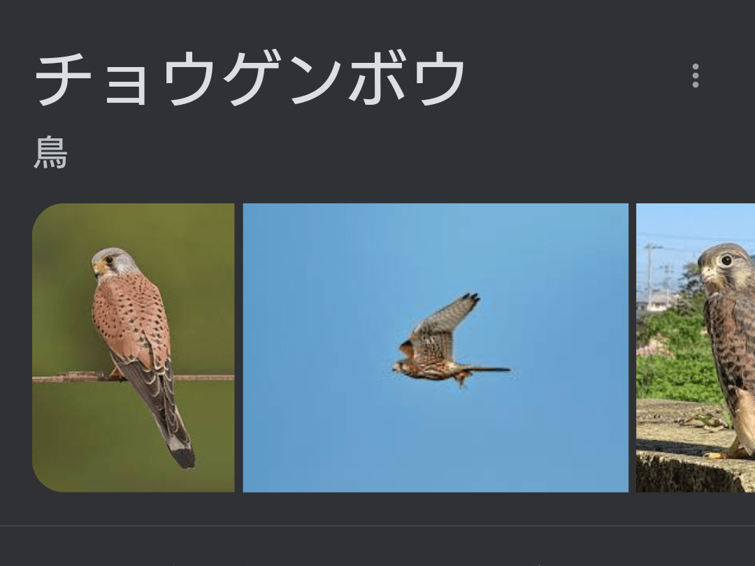 保護された鳥 保護された鳥