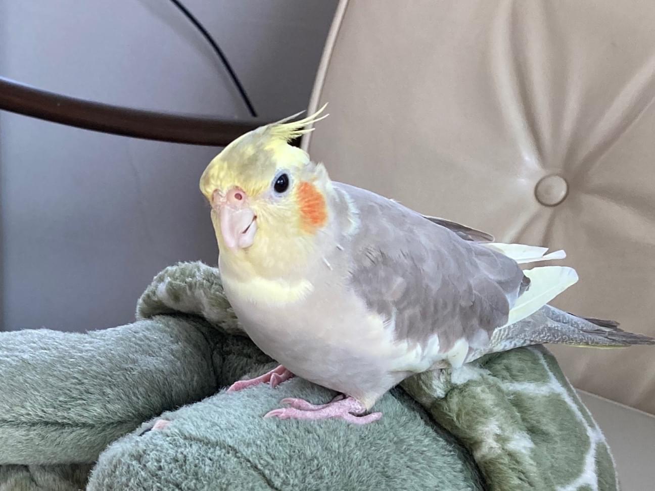 レモンちゃん レモンちゃん