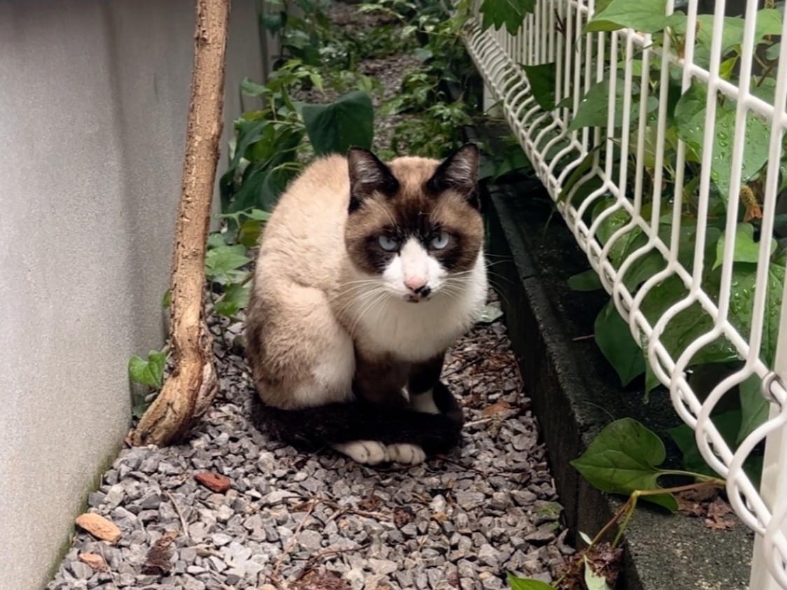 目撃された猫 目撃された猫
