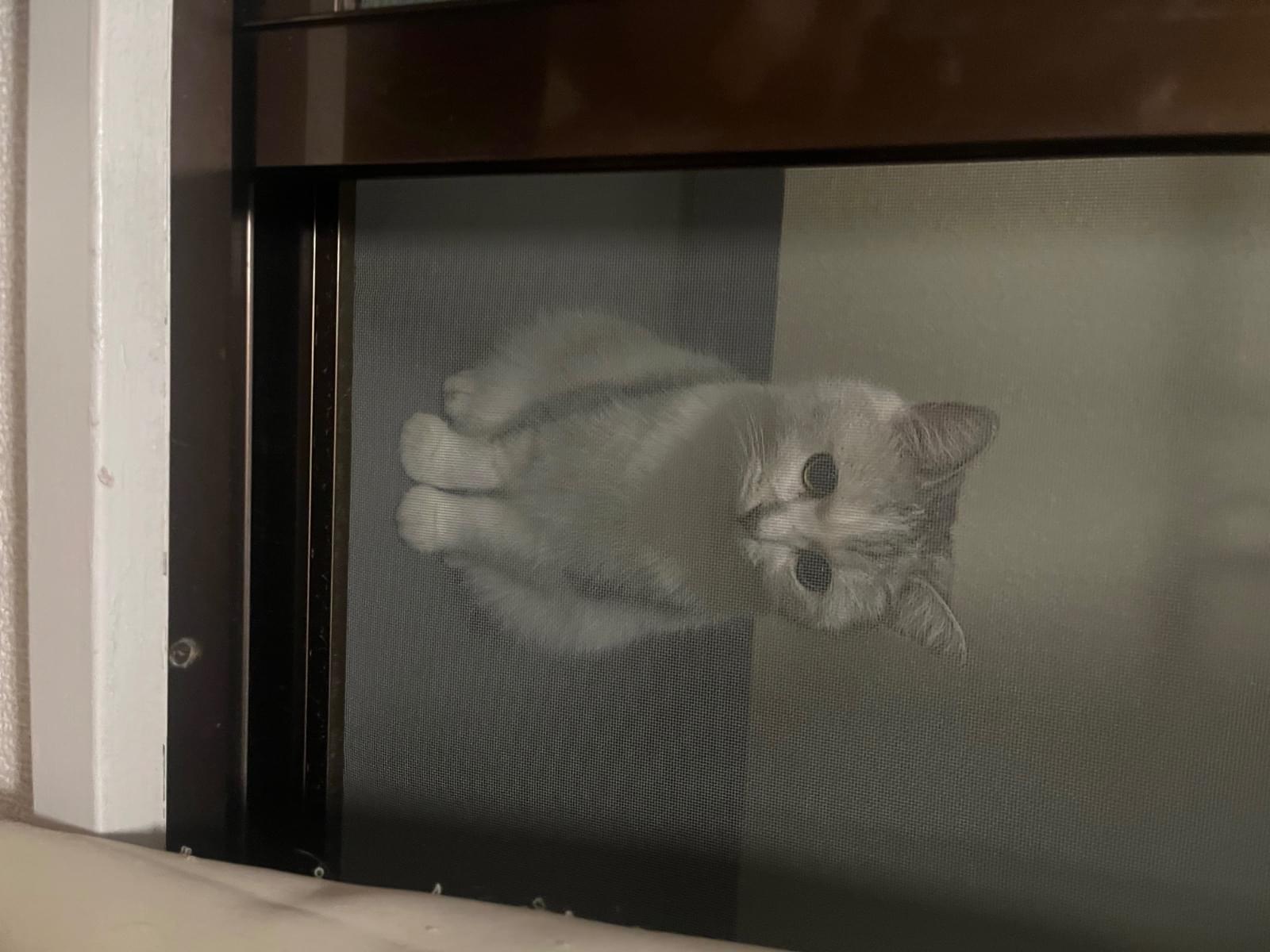 目撃された猫 目撃された猫