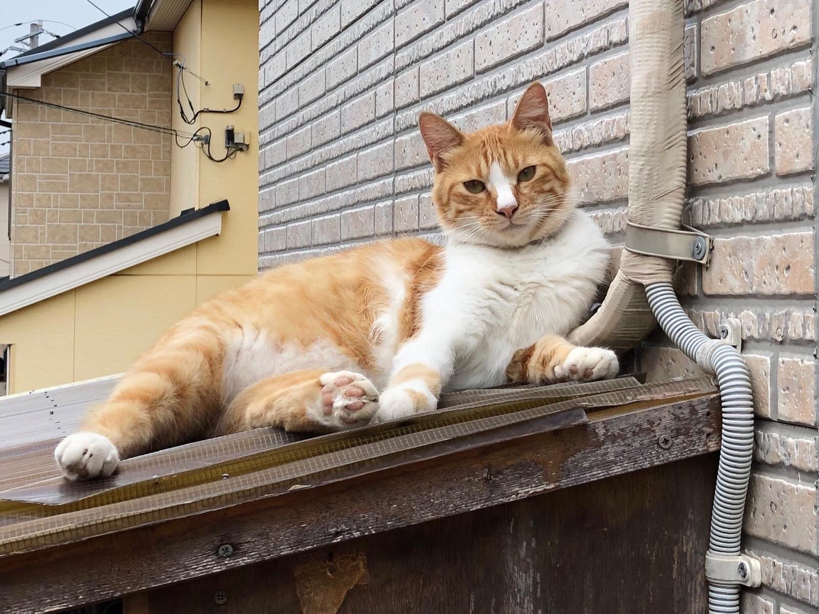 目撃された猫 目撃された猫