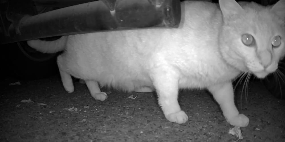 右耳さくら猫ちゃんがごはんを食べに来ています
