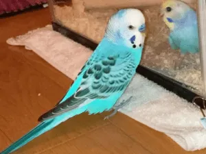ブルーのセキセイインコを探してます