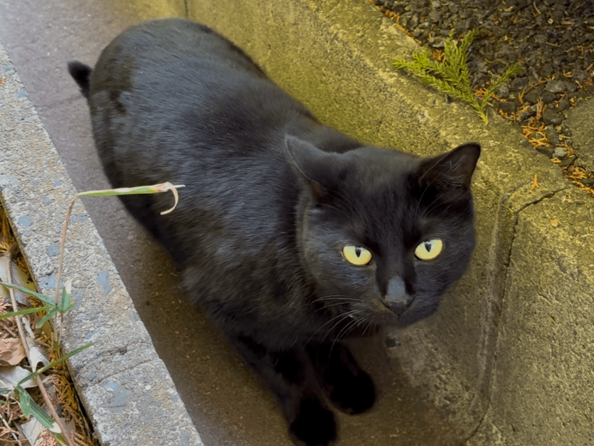 目撃された猫 目撃された猫